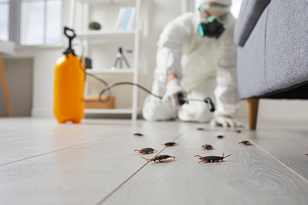 Commercial Kitchen Cockroach Control in Meadview